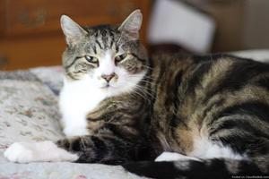 Lost Tabby in Lacey