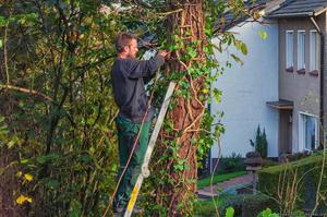 Tree Removal Seattle