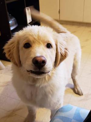 5 month old ackbash, lab mix