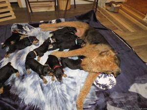 AKC Airedale Puppies