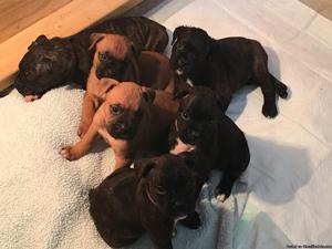 AKC Boxer Puppies