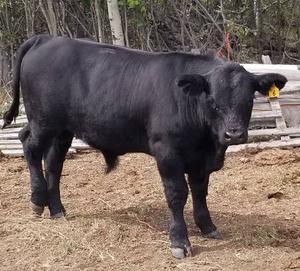 Bull calf for sale