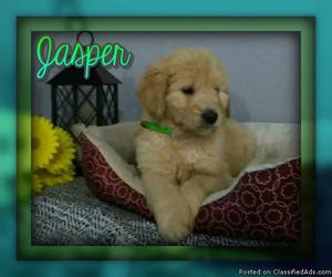 Jasper Male Goldendoodle