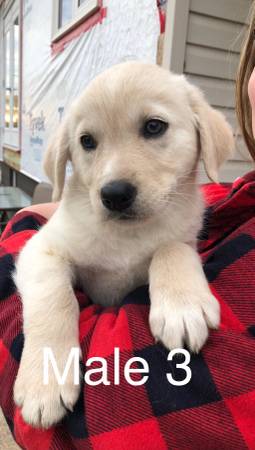 Lab/rotty puppies