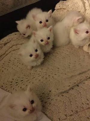 Munchkin kittens