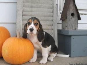 Penny Female Beagle
