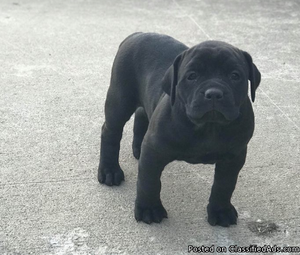 Puppies for sale (Boxer/Mastiff)
