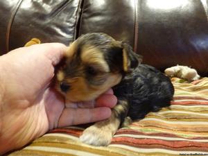 C K C Female Yorkie puppy