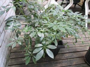 Plante Schefflera Plant