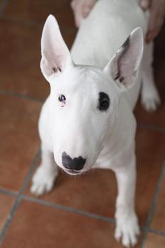 male and female Bull terrier puppies