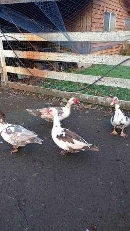 Muscovy drakes
