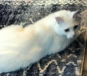 White Turkish Angora cat for sale