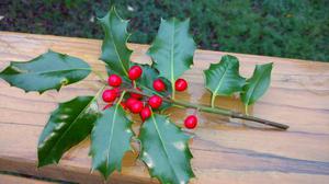 Fresh cut holly with large berries