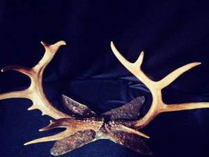 Antlers..reduced