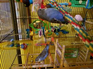Blue Parakeets