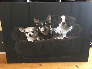 Large dog canvas