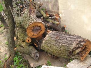 50?? yr.old APRICOT TREE -reclaimed wood -woodworks?artists?