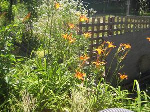 ORANGE day Lillies PLANTS/and white perennial--8 FOR $10