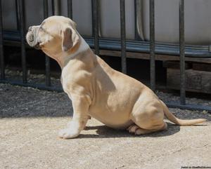 American Bully Pups Available for sale