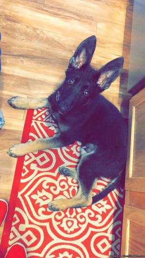 Black German Shepard Pup 4mo Old