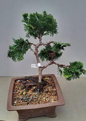 Hinoki cypress Bonsai