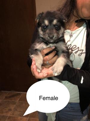 Husky/ german shepard mix puppies