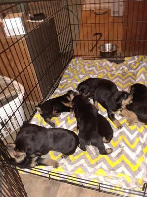 Rottweiler puppies, ready for their forever homes!