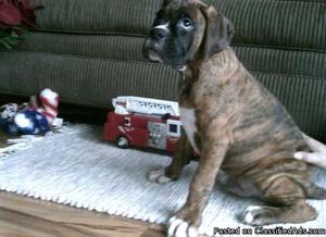 Xmas Boxer Puppies available, Akc registered