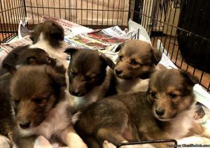AKC Sheltie Pups! 3 males and 3 females