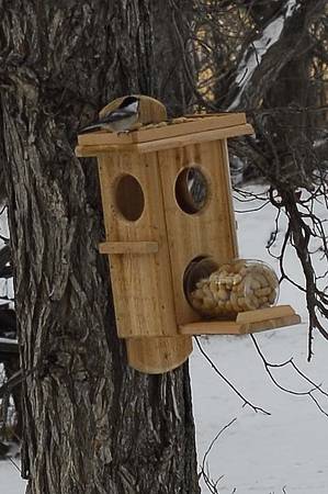 Squirrel\Bird Feeders