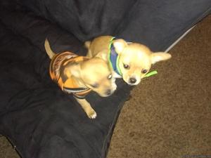 Chihuahua/Mini Schnauzer mix puppies