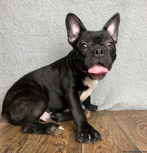 Danny Male Frenchton