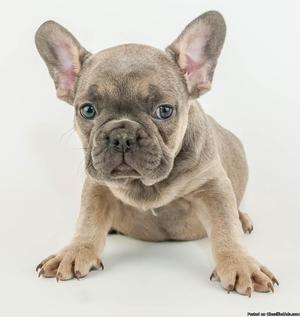 Duce: Male Frenchie