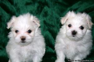 Maltese puppies Males & Females