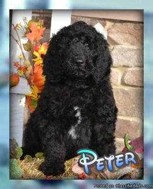Peter Male Labradoodle F1b