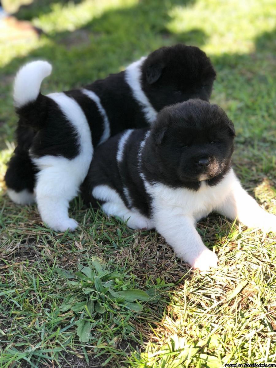 AKC Akita Puppies