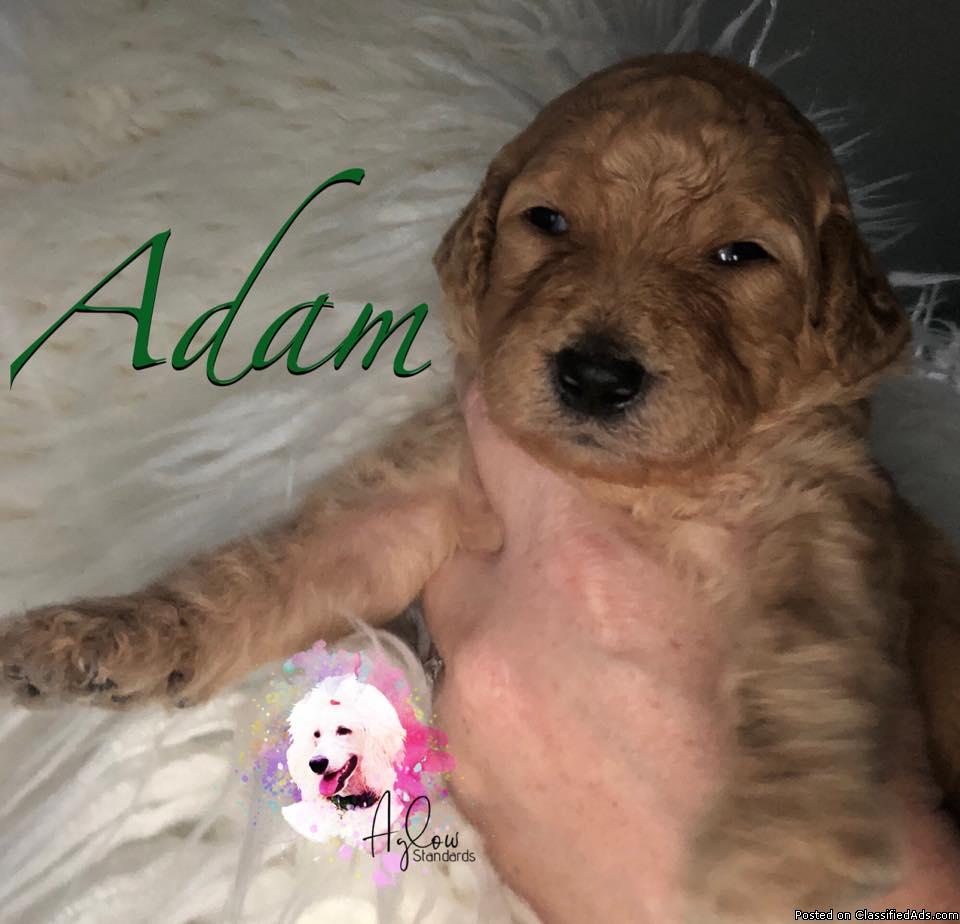 Exceptional AKC Standard Poodles Puppies in Cream or Apricot