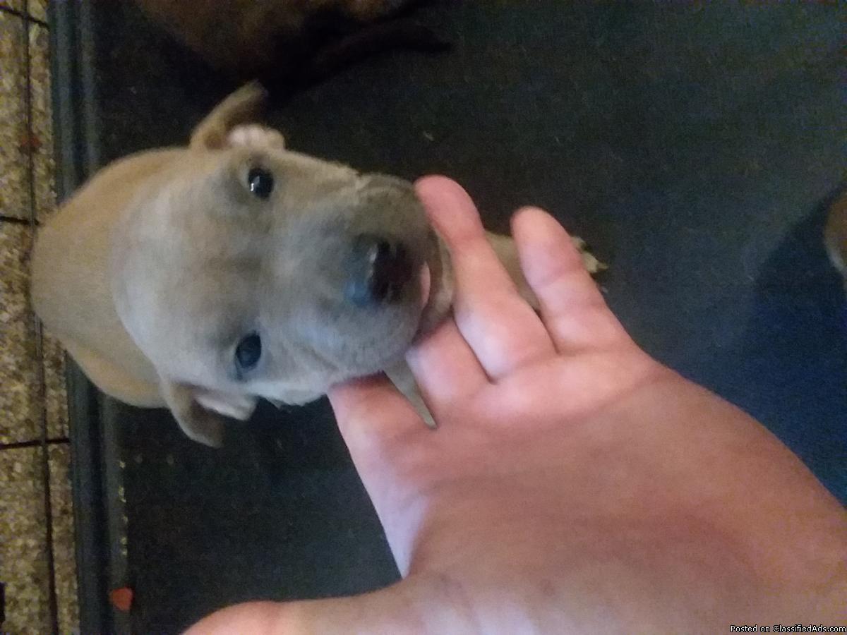 Full blooded American blue pit puppies for sale