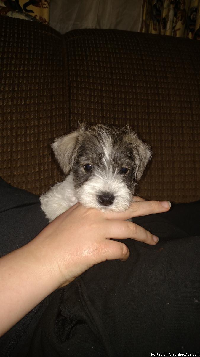 Mini Schnauzer