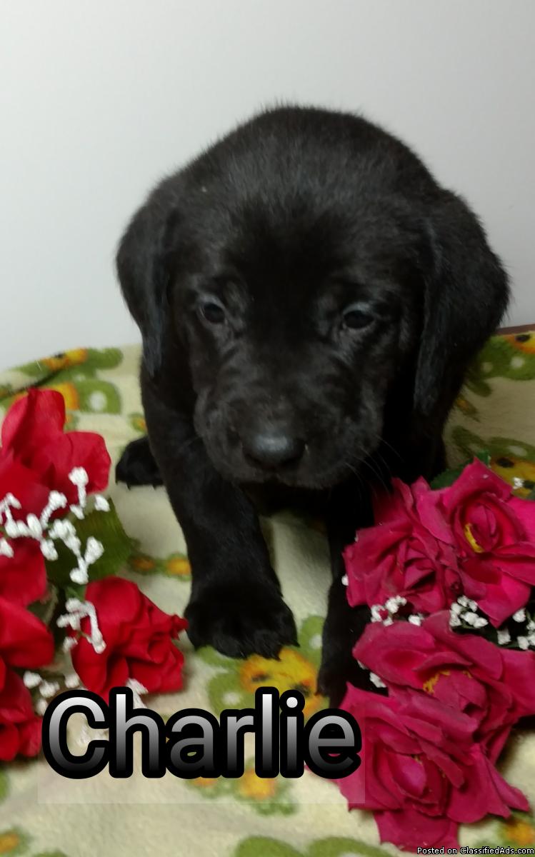Only 3 boys Left! LAB PUPS, Part English