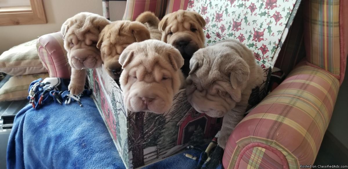 Shar Pei puppies