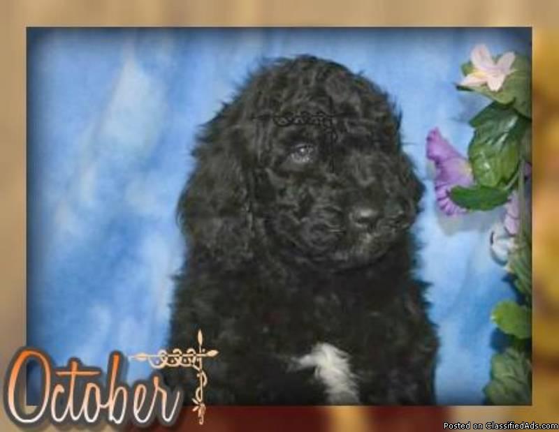 October Male F1B Labradoodle