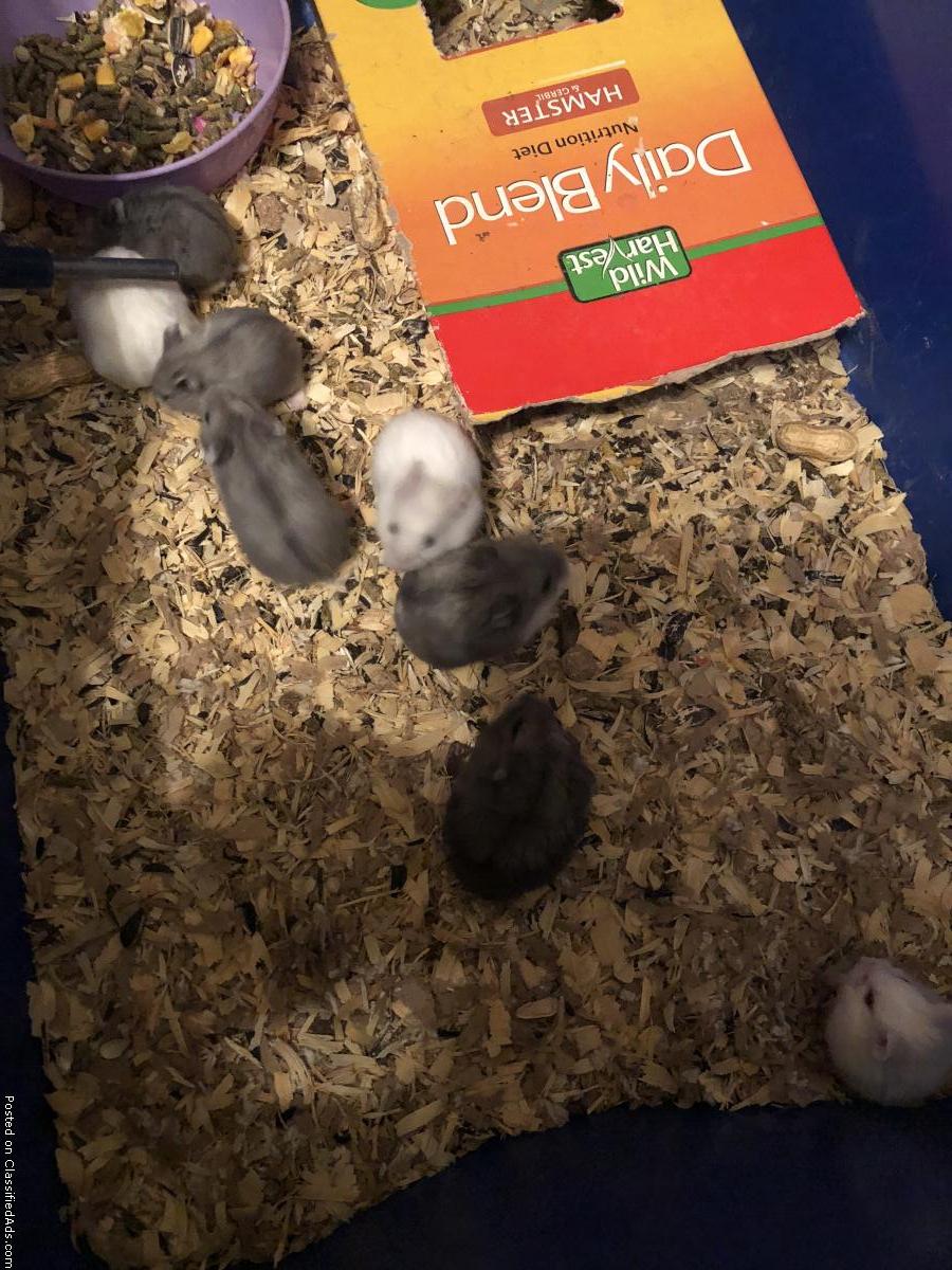 Free baby dwarf hamsters