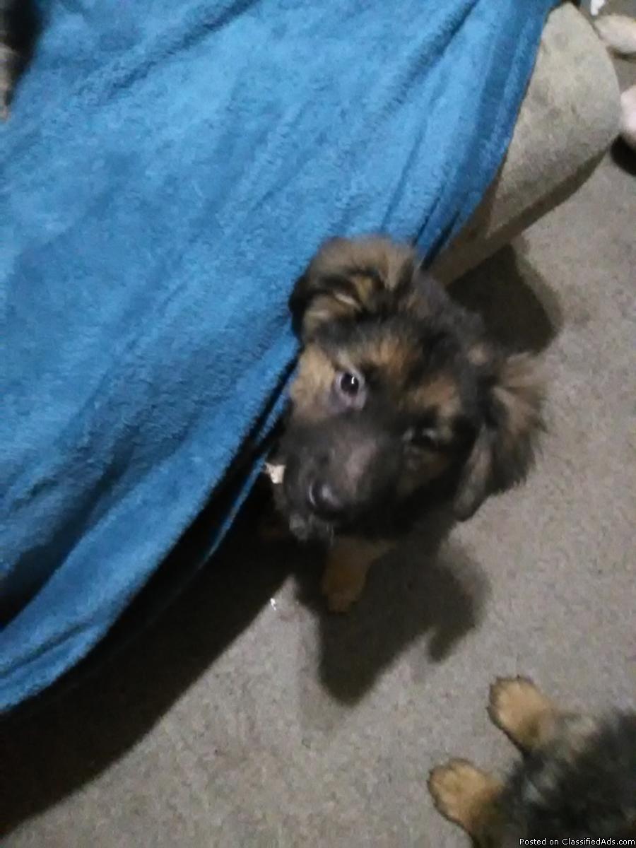 German Shepherd puppies