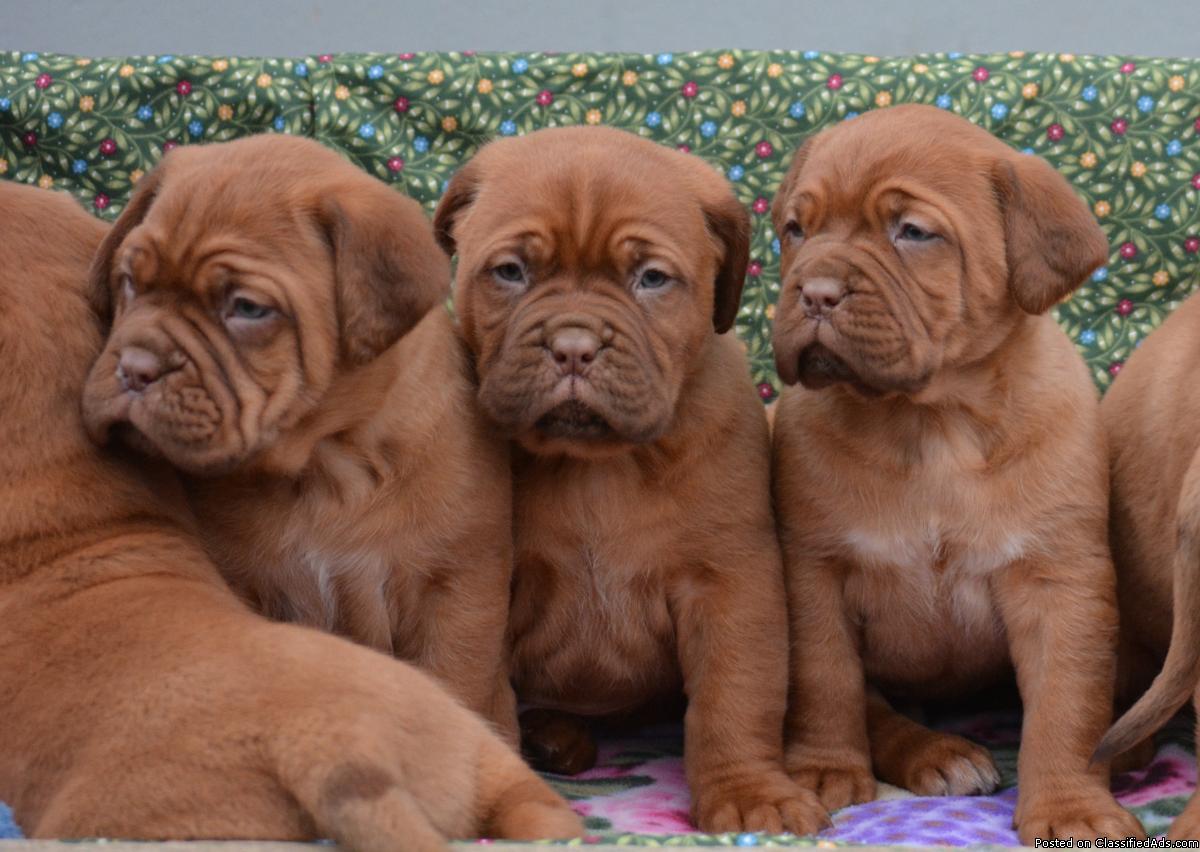 Dogue de Bordeaux puppies