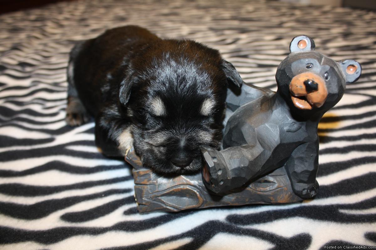 AKC Registered Giant Schnauzer Puppies for Sale