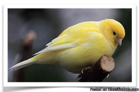 Fife Fancy Canaries