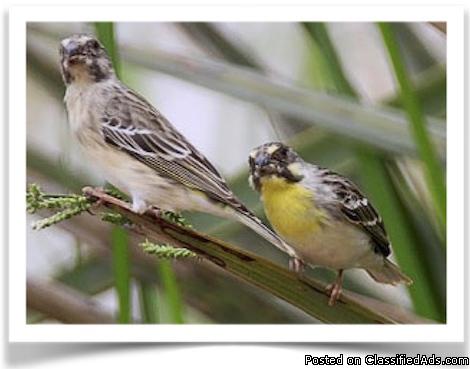 LEMON-BREASTED CANARIES- PAIRS ONLY