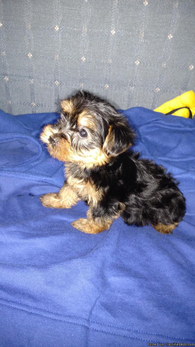 2 male yorkie puppies