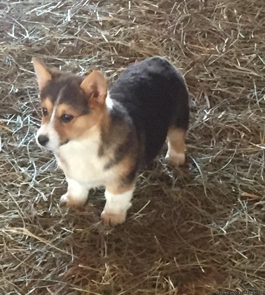 AKC Pembroke Welsh Corgis